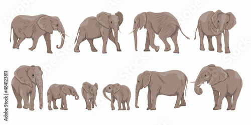 African bush elephant  Loxodonta africana set. Females, males and cubs of the African savanna elephant in different poses. Wild animals of Africa. Realistic wild vector mammals