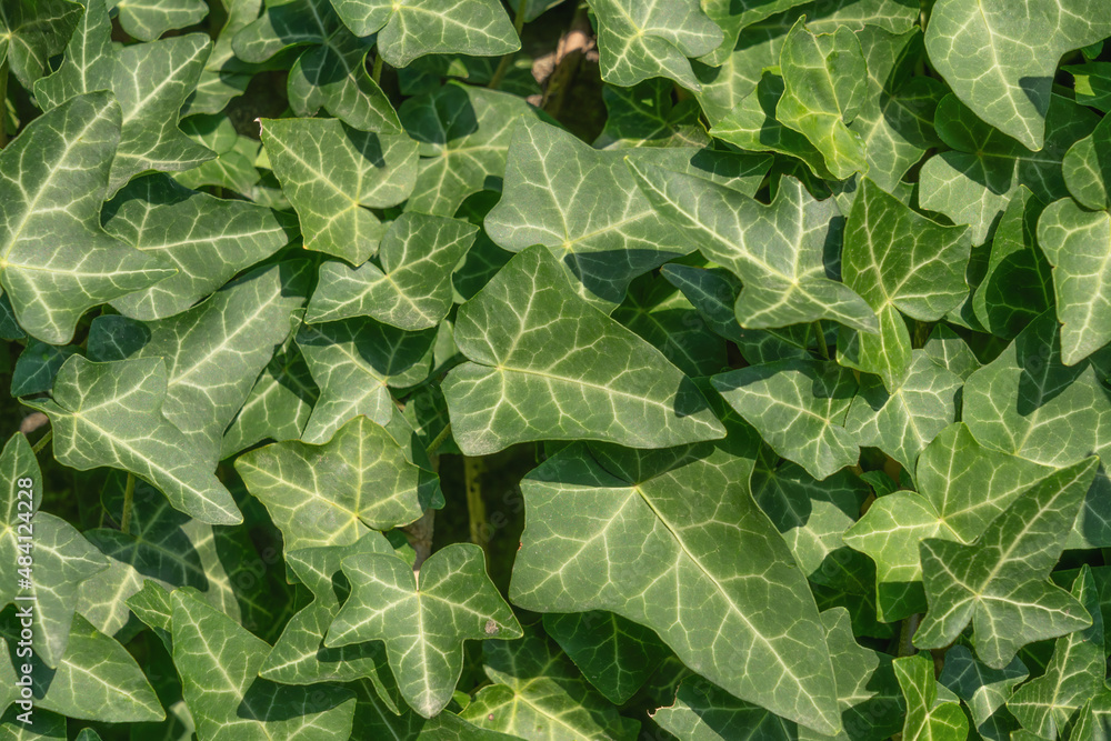 Green background with ivy leaves. The wall was overgrown with ivy vines Green background with ivy leaves. The wall was overgrown with ivy vines