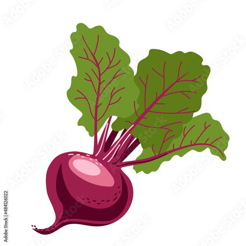 One burgundy beetroot with green foliage. Healthy vegetables from the garden. Vector isolated illustration on a white background