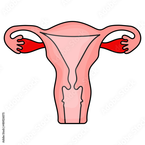 Women reproductive system Vector color Icon Design, Organ System Symbol, Human Anatomy Sign, Human Body Parts Stock illustration, Female uterus with ovaries Concept, 