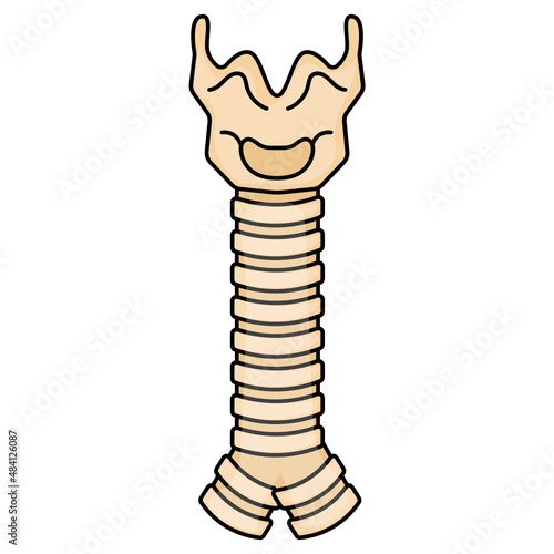 Spinal Cord Concept, Bone Skeleton Vector color Icon Design, Organ System Symbol, Human Anatomy Sign, Human Body Parts Stock illustration