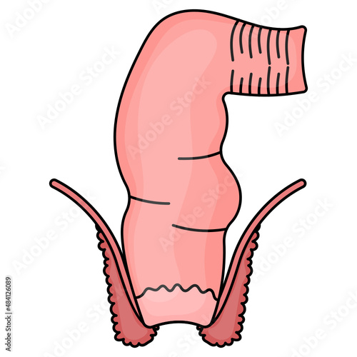 large intestine Vector color Icon Design, Organ System Symbol, Human Anatomy Sign, Human Body Parts Stock illustration, Human Rectum Concept