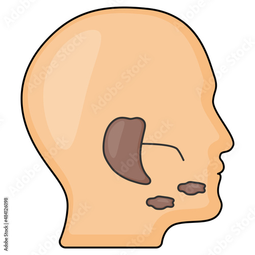 Human Head Side View Vector color Icon Design, Organ System Symbol, Human Anatomy Sign, Human Body Parts Stock illustration, Salivary gland Concept