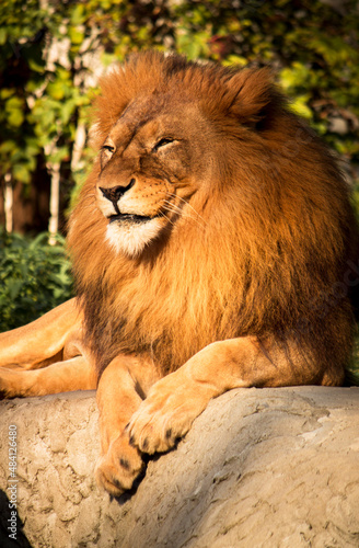 Male lion grining