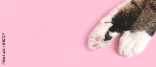 Banner with cat's paws on a pink pastel background with place for text.