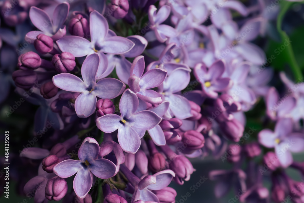 Garden blooming purple lilac flowers, close-up background Garden blooming purple lilac flowers, close-up background