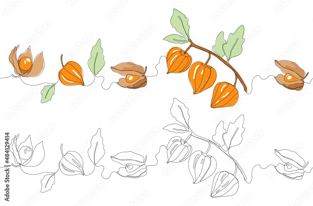Physalis or winter cherry one single line vector illustration. Seamless border