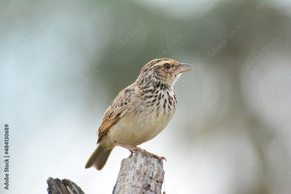 Fototapeta premium Indochinese Bushlark Mirafra erythrocephala Salvadori Giglioli
