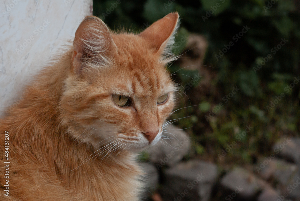 Orange cat profile in a garden
