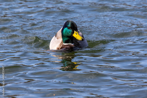 Wild duck or mallard, Anas platyrhynchos swimming in a lake in Munich, Germany