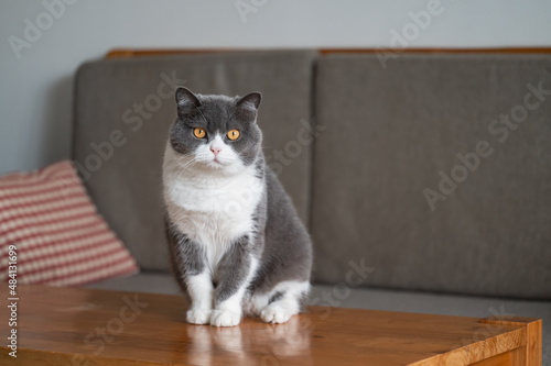 British shorthair cat sitting on the table