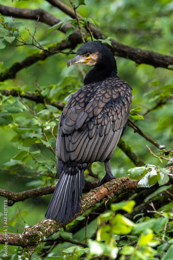 Obraz premium The great cormorant, Phalacrocorax carbo sitting on a branch