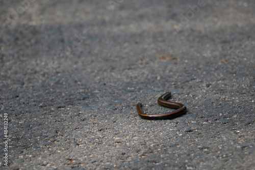 A small snake crawls along the asphalt, the background of nature.