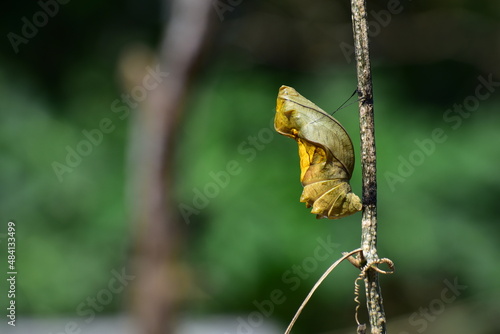 portrait of the Southern Birdwing butterfly chrysalis pupa  with natural background. In a few days  a beautiful butterfly with big wings will emerge from it.