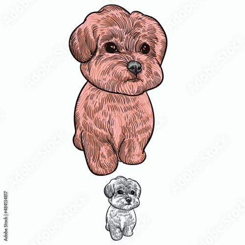 Vintage hand drawn sketch  colored after grooming puppy