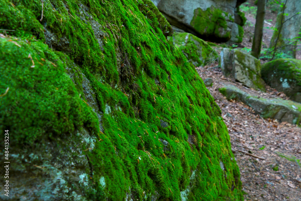 Blurred background, green moss in the forest, background of nature. Blurred background, green moss in the forest, background of nature.