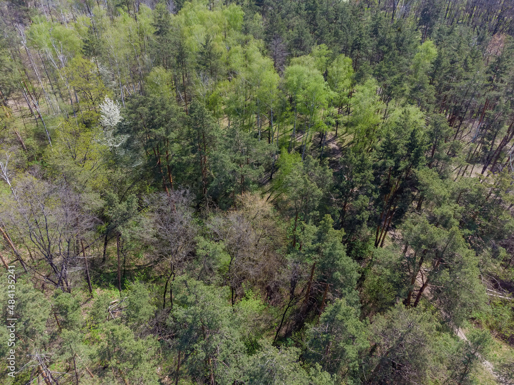 Aerial view of spring mixed birches and pines forest
