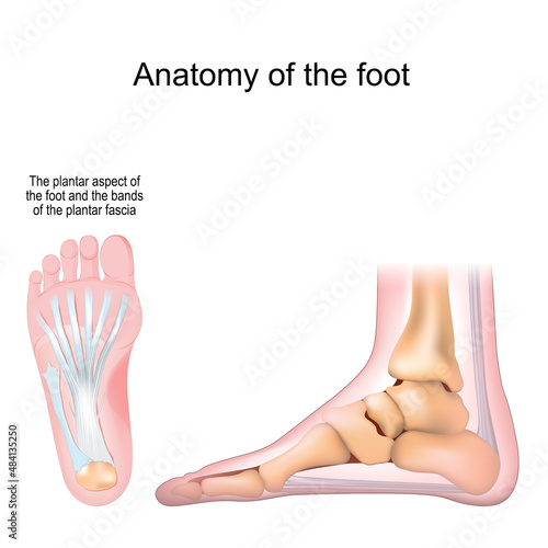 Anatomy of the foot. Bones and Plantar fascia.