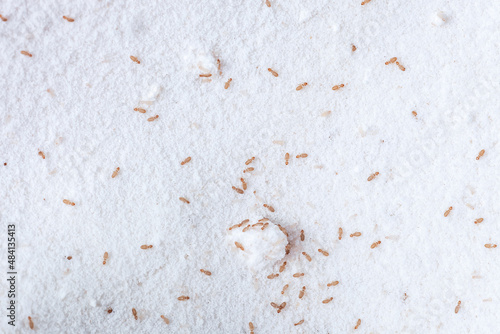 Booklice or barklice feeding in flour. Small brown Trogium pulsatorium, common booklouse on domestic kitchen top view photo