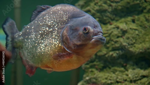Predatory freshwater piranha fish that live in rivers and fresh water bodies in the tropical part of South America