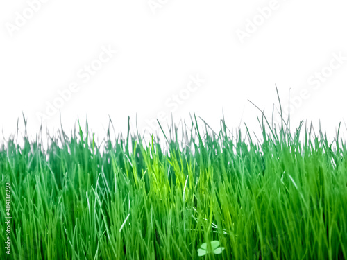 herbes sur fond blanc 