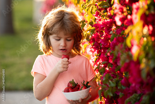 Adorable kid eating strawberry. Little boy picking strawberries. photo