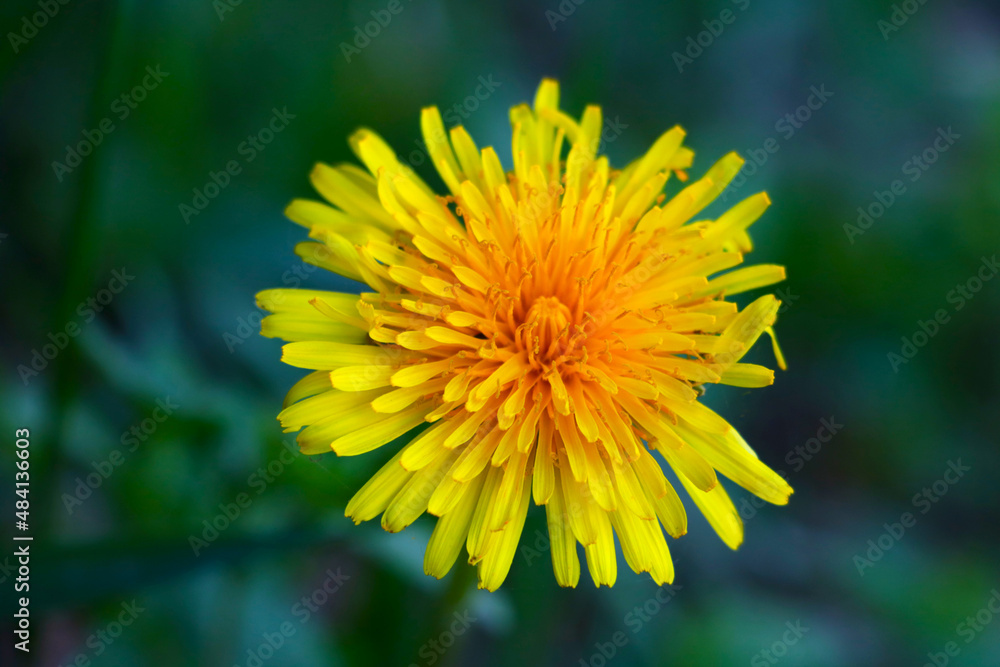 A yellow flowering dandelion in a meadow in the spring. A yellow flowering dandelion in a meadow in the spring.