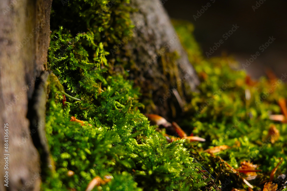Selective focus, green young moss in the forest. Selective focus, green young moss in the forest.
