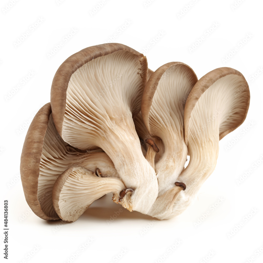 oyster mushrooms isolated on white background oyster mushrooms isolated on white background
