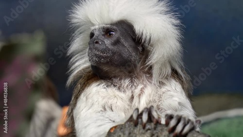 Funny Cotton top tamarin ,close up