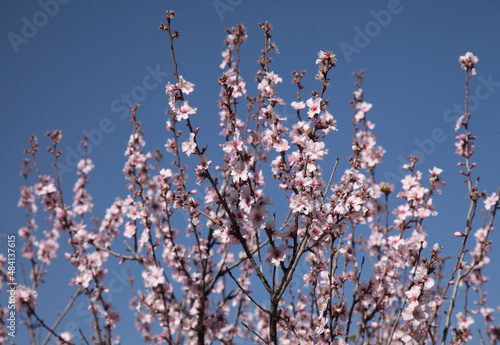 Horticulture of Gran Canaria - almond trees blooming in Tejeda in January 