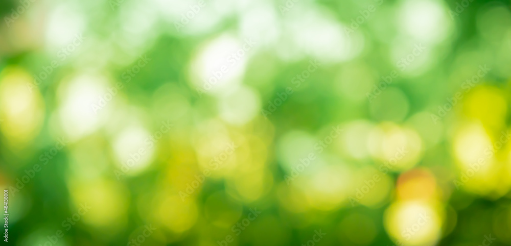 green bokeh background with blur