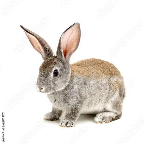 grey rabbit  isolated on white