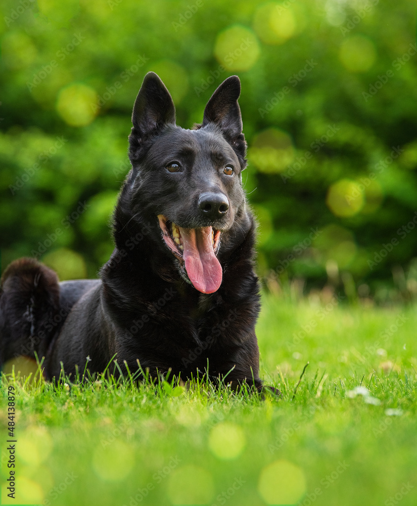 Image with black Belgian shepherd dog sitting in a natural park Image with black Belgian shepherd dog sitting in a natural park