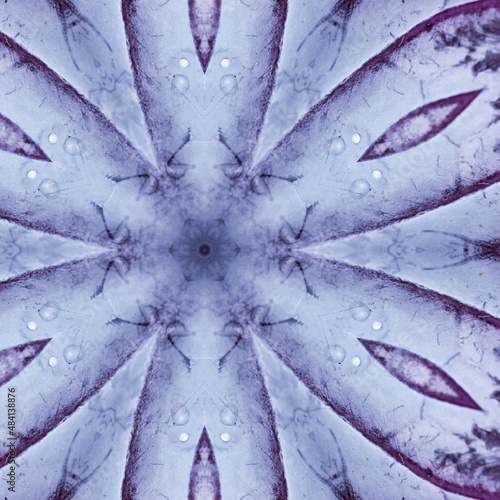 Kaleidoscope repeating pattern with rotational symmetry
, cut red cabbage leaves pattern photo