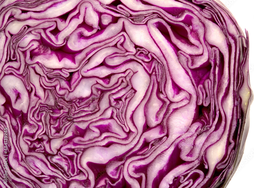 Fototapeta premium Cut though the middle of a red cabbage head, beautiful dark purple and white patterns revealed 