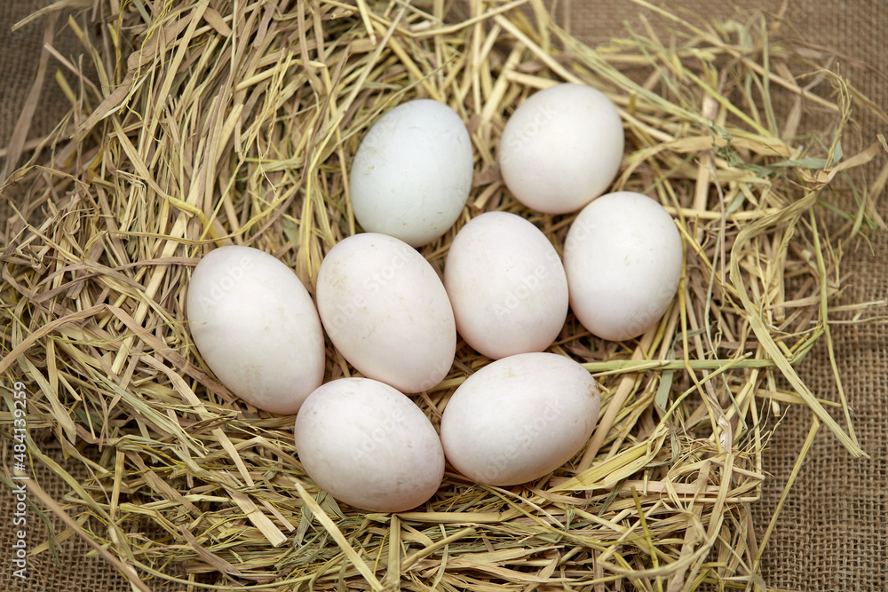Close-up white eggs in the nest