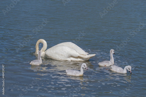 Mother Trumpeter swan with signets