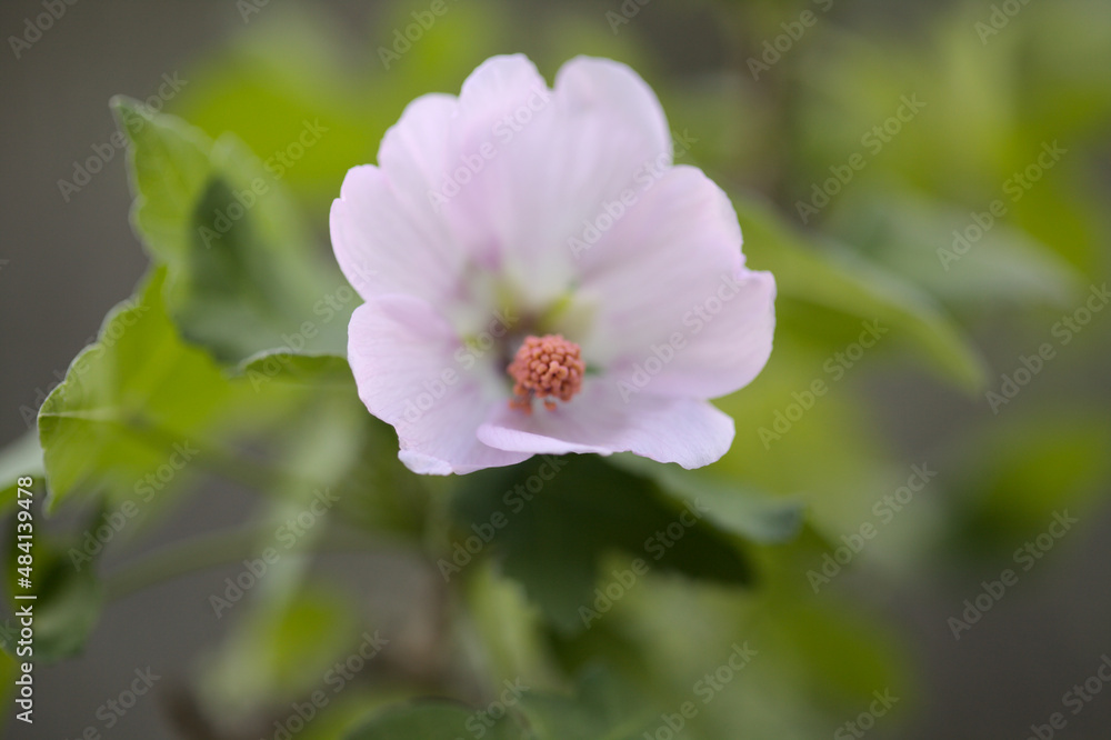 Flora of Gran Canaria - flowering Malva acerifolia tree endemic to Canary Islands natural macro floral background
Flora of Gran Canaria - flowering Malva acerifolia tree endemic to Canary Islands natural macro floral background