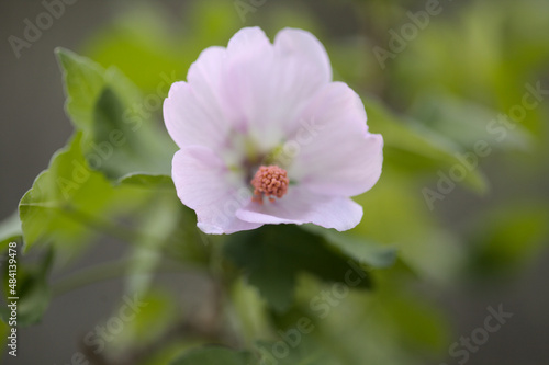 Flora of Gran Canaria - flowering Malva acerifolia tree endemic to Canary Islands natural macro floral background 