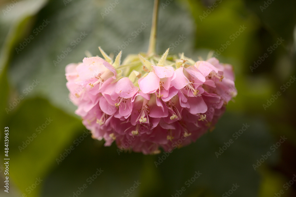 Fototapeta premium Flowering Dombeya wallichii, pink ball tree natural macro floral background 