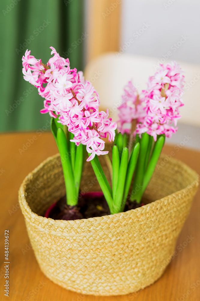 Hyacinth in a wicker vase. Vertical photo Hyacinth in a wicker vase. Vertical photo