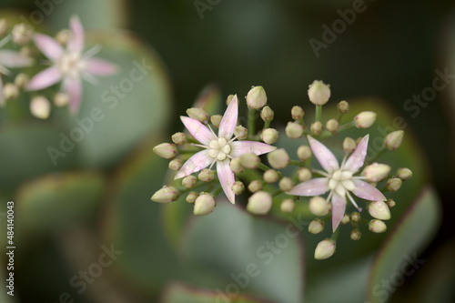 Crassula arborescens aka silver jade plant succulent  photo