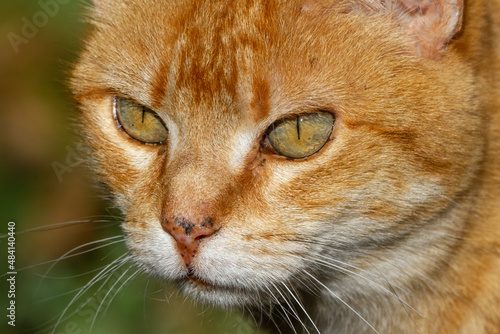 Extreme close-up of the face of a cat with orange tones and green and orange eyes