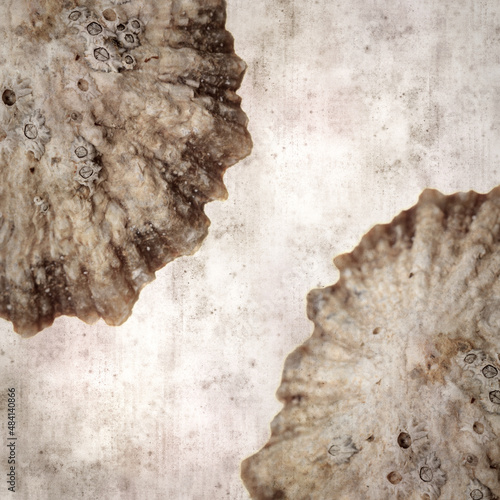 Wallpaper Mural stylish textured old paper background with limpet shells
 Torontodigital.ca