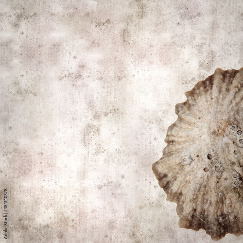 stylish textured old paper background with limpet shells
 photo