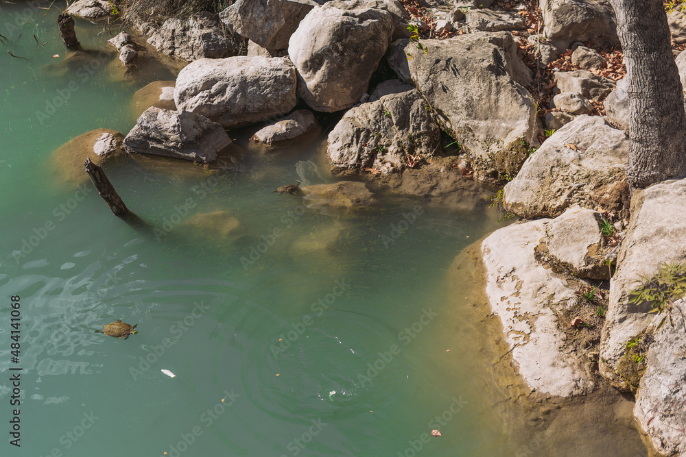 Fototapeta premium Wild turtles swimming in water near stony rock in canyon in Turkey