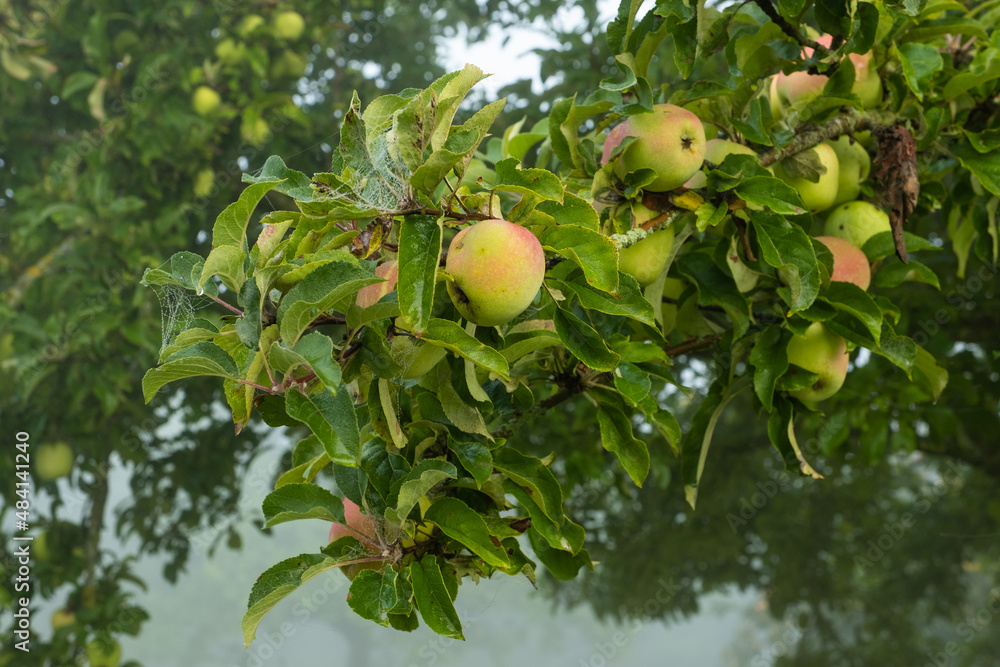 Frische reife Äpfel an einem Apfelbaum Im Herbst bei Nebel