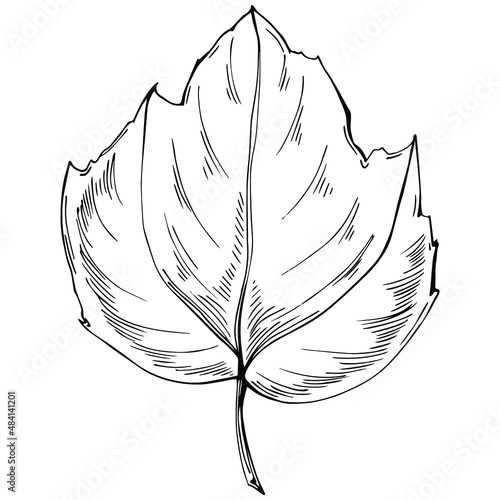 Acer negundo sketch drawing illustration. Maple nature engraved style illustration. Detailed plants product. The best for design logo, menu, label, icon, stamp.