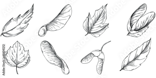 Acer negundo sketch drawing illustration. Maple nature engraved style illustration. Detailed plants product. The best for design logo, menu, label, icon, stamp.